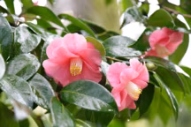 Camelia : plantation, entretien