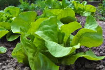 Salade verte, laitue