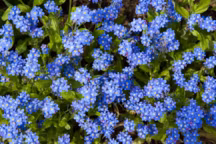 Myosotis