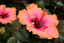Hibiscus