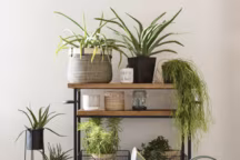 Cache-Pot Herborist Quadrille en céramique, Ø 11 x H 11 cm, 7,99 euros. Cloche Herbes Aromatiques, Ø 9 x H 22 cm, 12,99 euros. Plante Lanterne Green Market, Ø 6.5 x H 13 cm, 6,99 euros, Maisons du Monde.