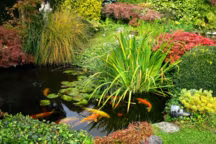 plantes aquatiques bassin de jardin
