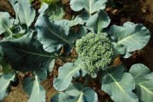 Brocoli