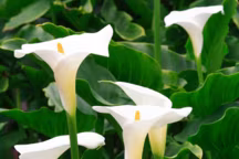 arum : plantation, entretien