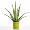 Aloe vera en pot
