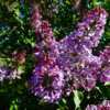 Lilas