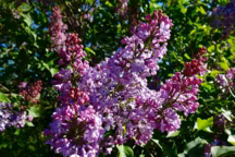 Lilas