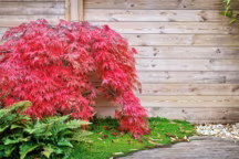 érable du japon : plantation, entretien