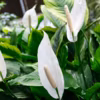 Spathiphyllum
