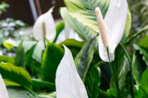 Spathiphyllum