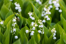 Muguet