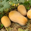 Courge butternut