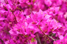 Le bougainvillier est une plante grimpante qui peut atteindre 5 mètres de haut.