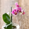 Comment entretenir une orchidée ?