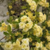 Rosier grimpant Banksiae