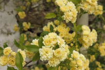 Rosier grimpant Banksiae