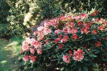 rhododendron : plantation, entretien