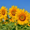 Tournesol