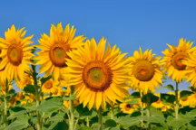 Tournesol
