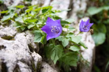Campanule
