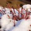 10 plantes et fleurs qui n'ont pas peur de l'hiver