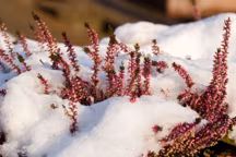 10 plantes et fleurs qui n'ont pas peur de l'hiver