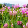 Curcuma