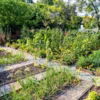 Horizontal color image of organic vegetable garden.