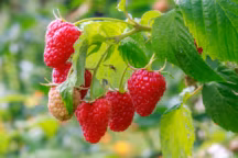 Framboises