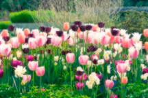 Tulipes