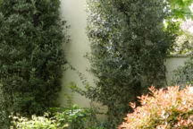 Dans ce jardin de particulier à Montmorency, le mur est végétalisé pour ne pas découvrir tout de suite le fond du jardin et des niveaux ont été crés pour agrandir l'espace.