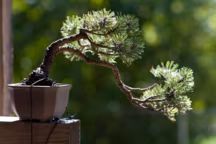 Bonsai