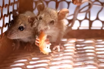 Dératisation : opter pour la prévention