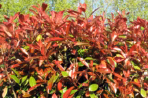 Photinia