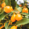 Kumquat