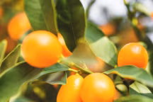 Kumquat