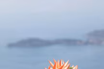 Tartelette sphérique à la pomme.