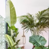 Petit jardin exotique : 13 idées pour un extérieur dépaysant