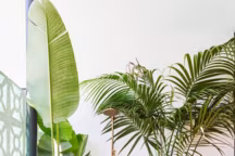 Petit jardin exotique : 13 idées pour un extérieur dépaysant