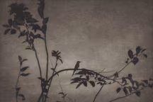 Sans titre, détail d'une photographie de Flore pour l'exposition "L'odeur de la nuit était celle du jasmin", dont le livre qui en a été tiré a reçu le Prix Nadar 2020.