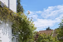Des plantes grimpantes pour décorer le jardin, la terrasse ou le balcon