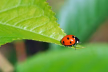Coccinelle sur une plante. Appréciée du grand public et efficace contre les pucerons, la coccinelle est un bon ambassadeur de la cause des insectes au jardin.