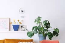 Monstera : la plante verte qui affole Pinterest
