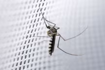 Associé à l'été, le moustique est un nuisible connu de tous.