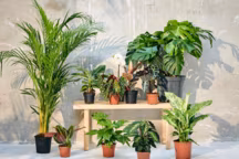 Chaque plante a ses propres besoins, renseignez-vous en jardinerie au moment de l'achat.