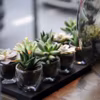 En photo : Mini succulentes, plantes grasses