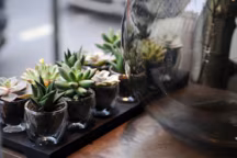 En photo : Mini succulentes, plantes grasses