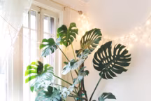 Quelles sont les grandes plantes d'intérieur ?