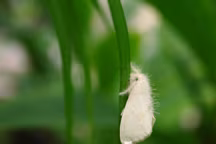 mouche blanche aleurode