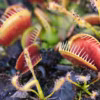 Dionaea, une plante carnivore